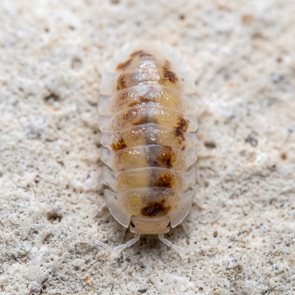Cubaris murina « Pearl Choix De Éleveur »