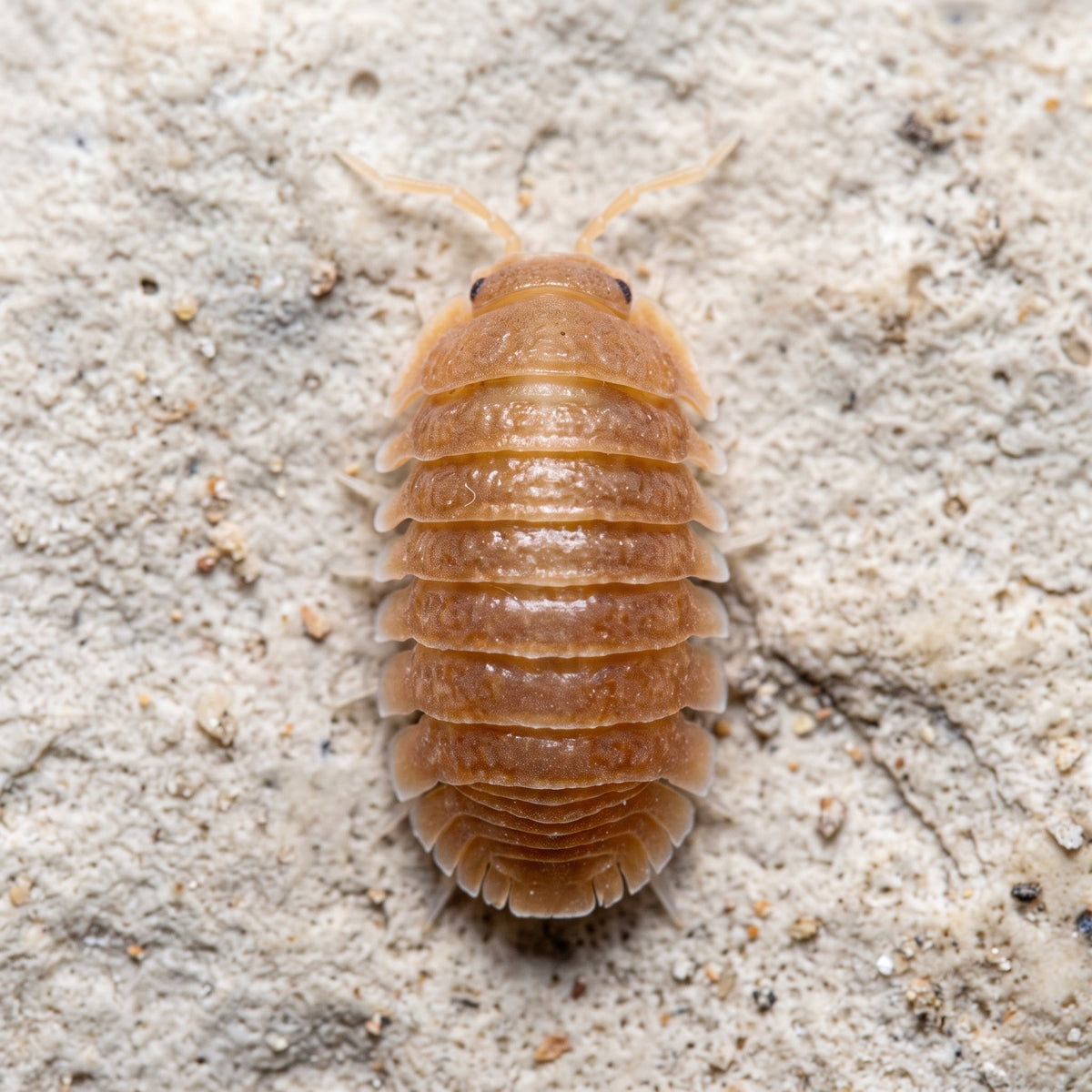 Cubaris murina « Tangie »