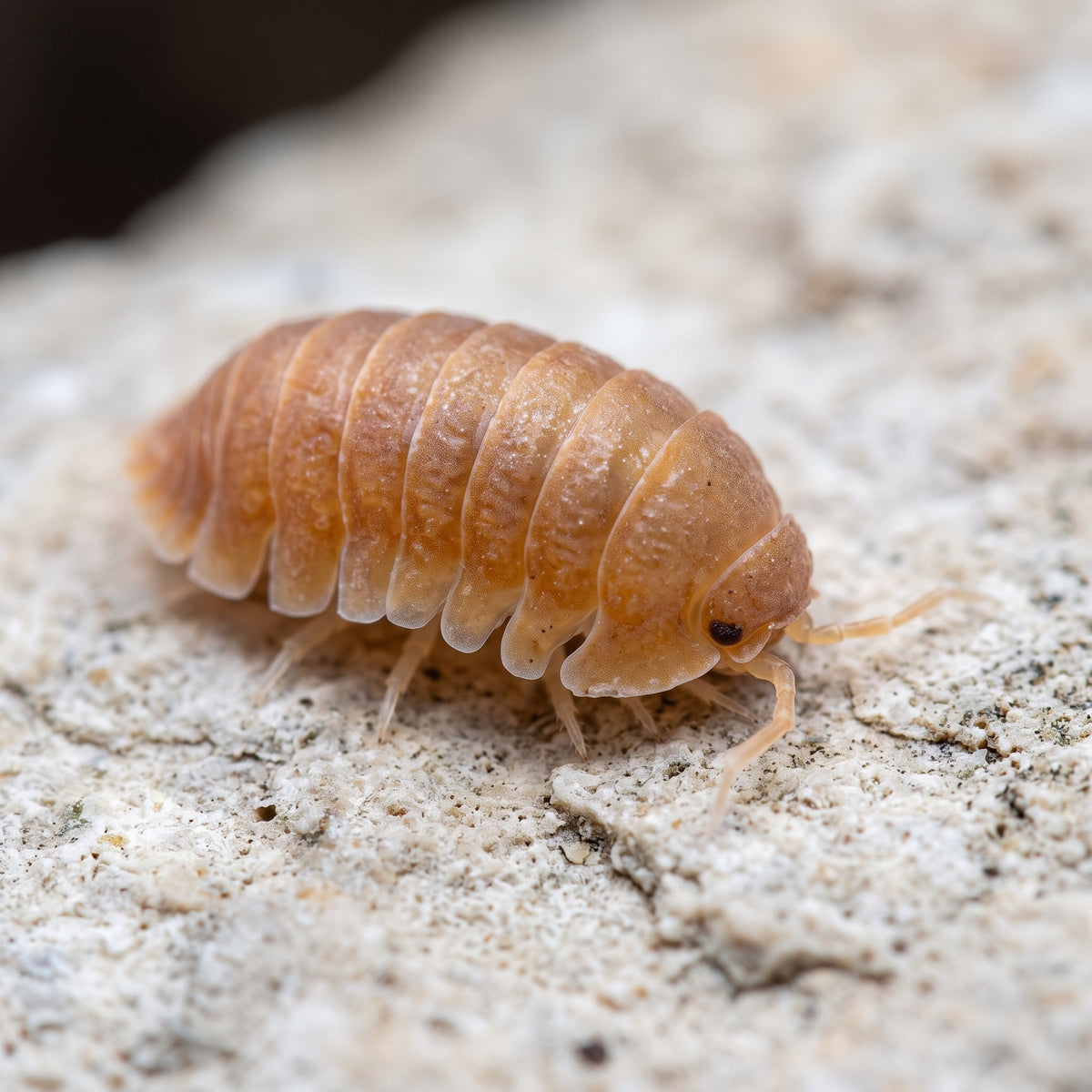 Cubaris murina « Tangie »