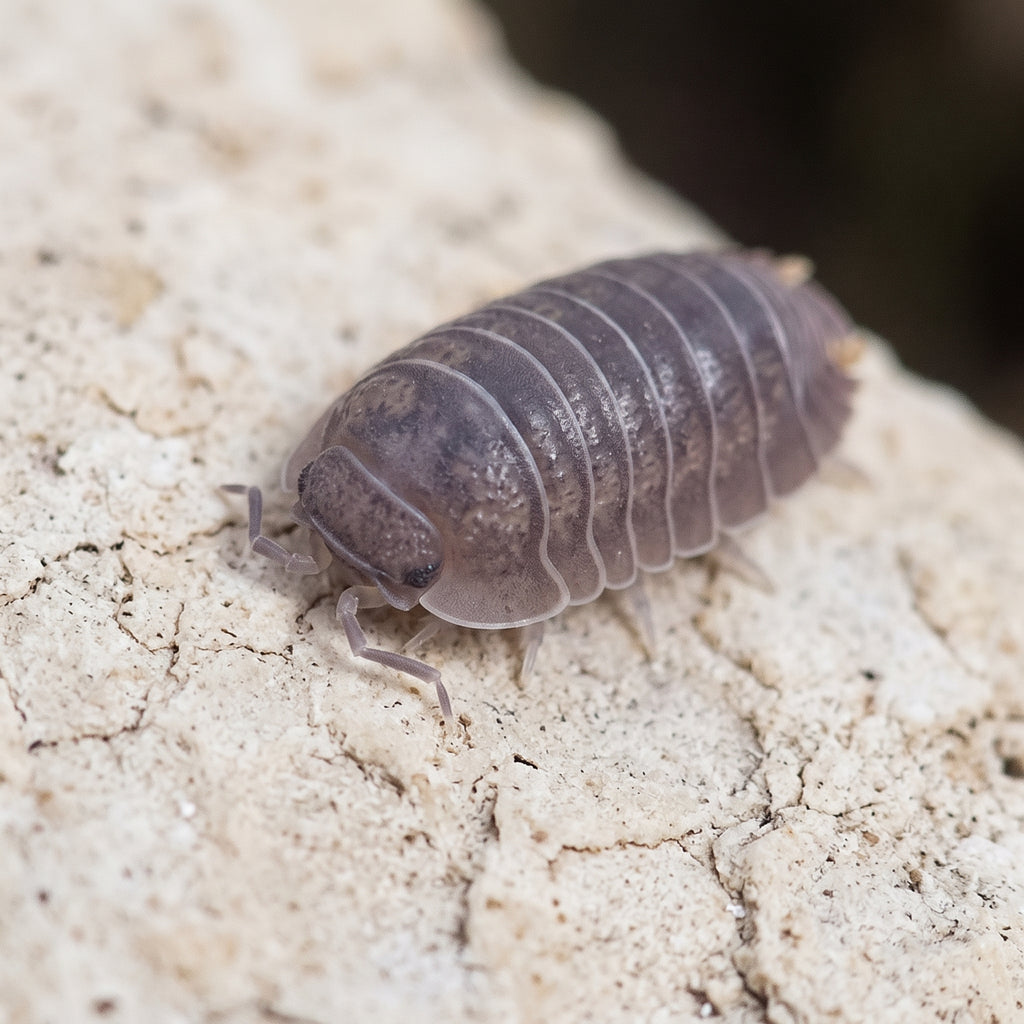 Cubaris murina