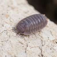 Cubaris murina
