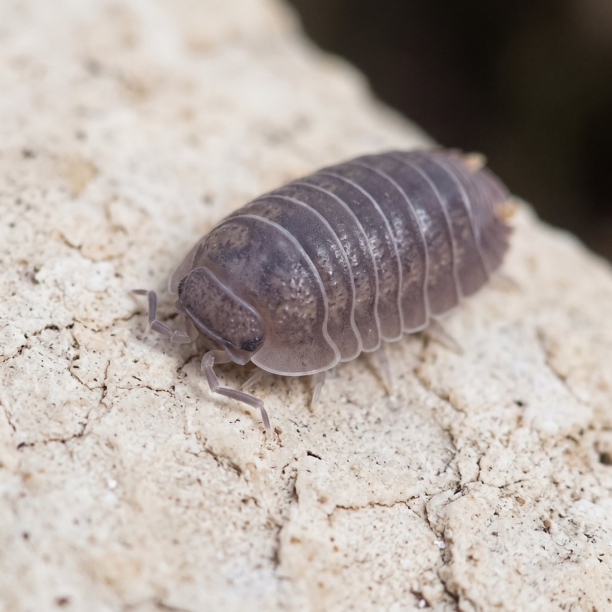 Cubaris murina