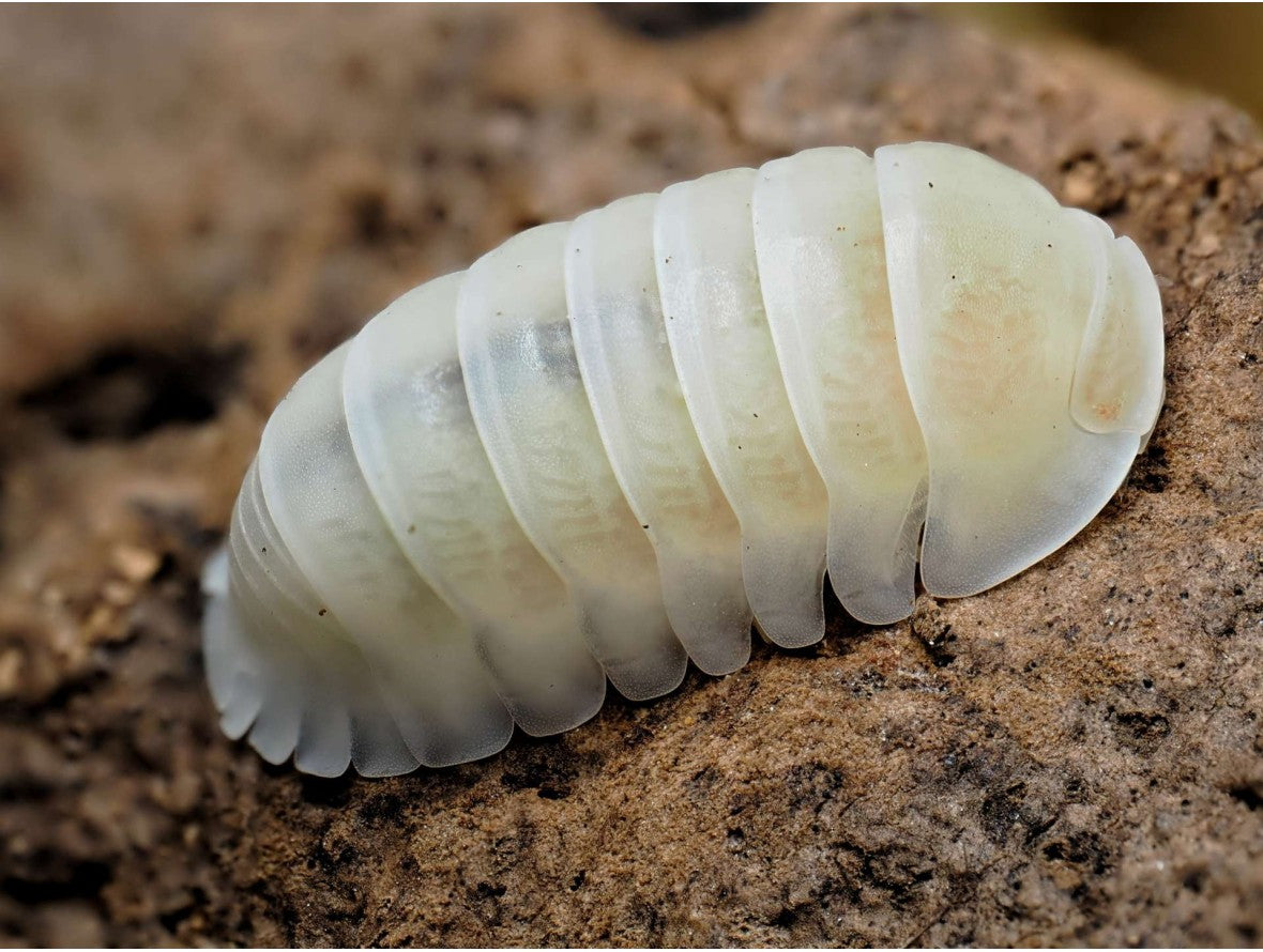 Cubaris sp. « Panda King White »