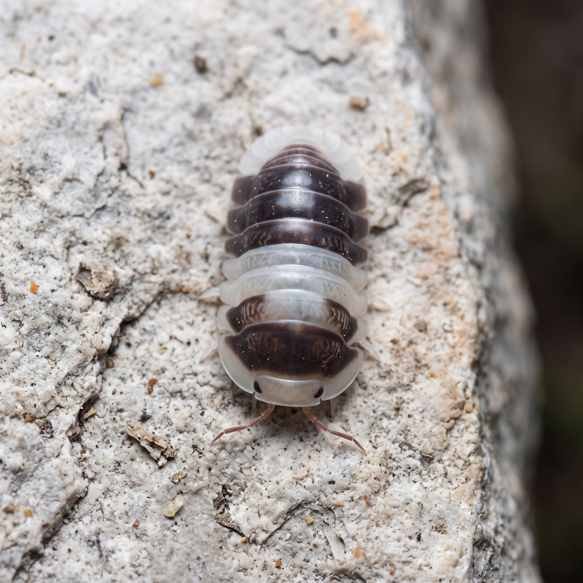 Cubaris sp. « Cappu Cream »