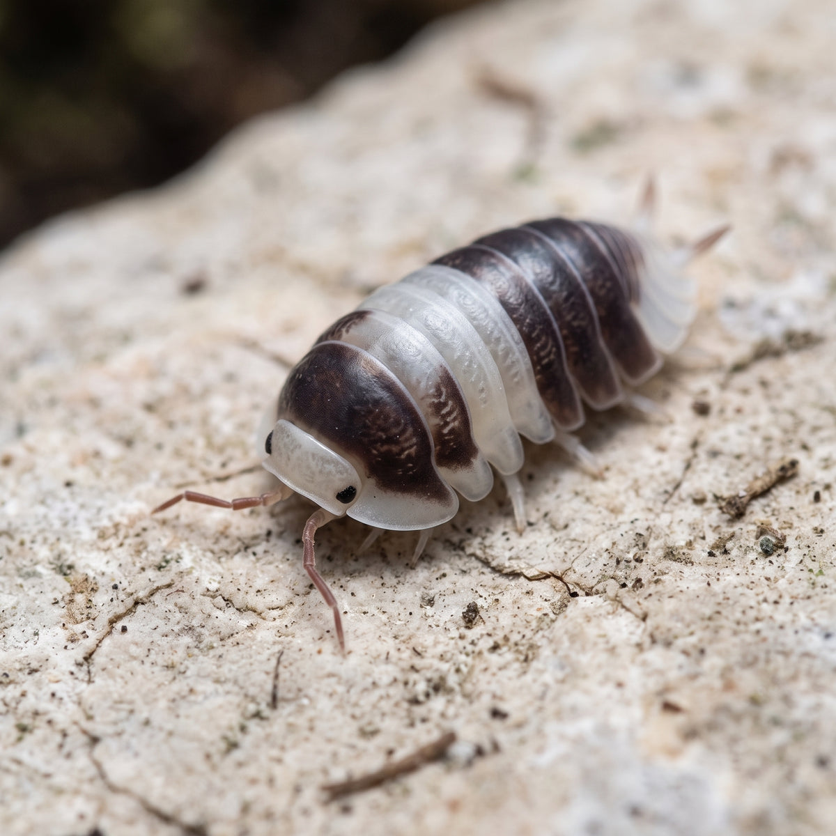 Cubaris sp. « Cappu Cream »