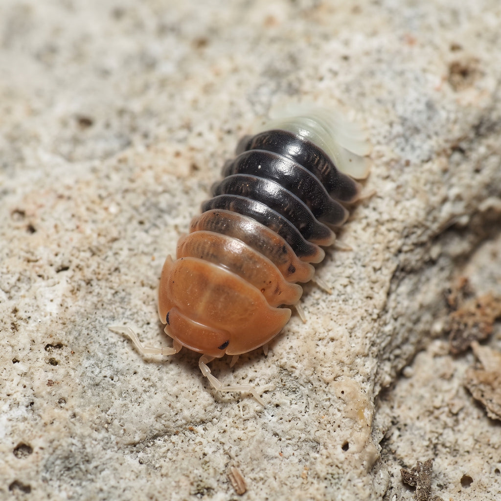 Cubaris sp. « Daxin Tricolor »