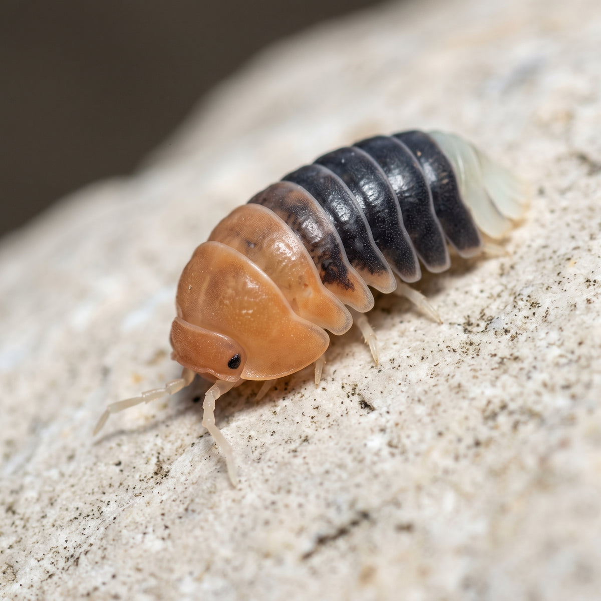 Cubaris sp. « Daxin Tricolor »
