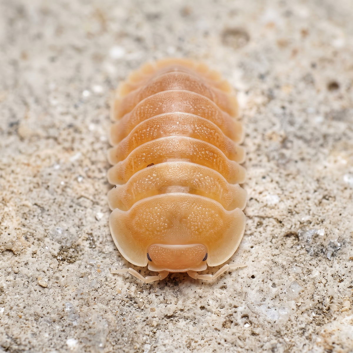 Cubaris sp. « Giant Nguyen Crabby »