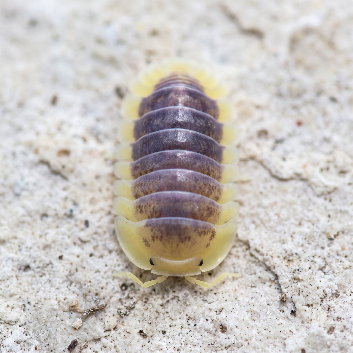 Cubaris sp. « Lemon Blue »