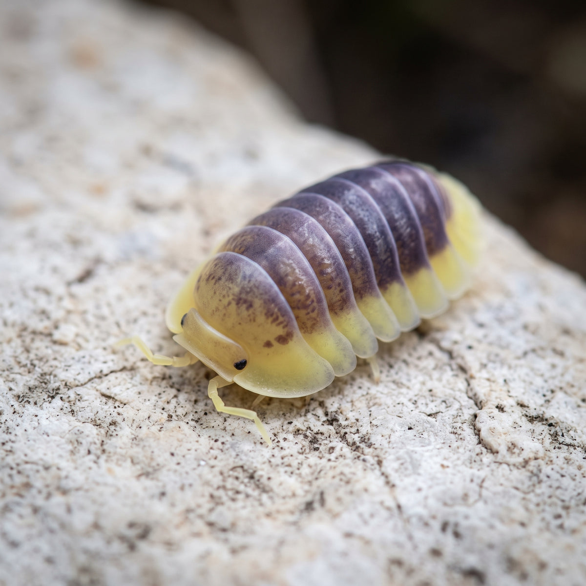 Cubaris sp. « Lemon Blue »