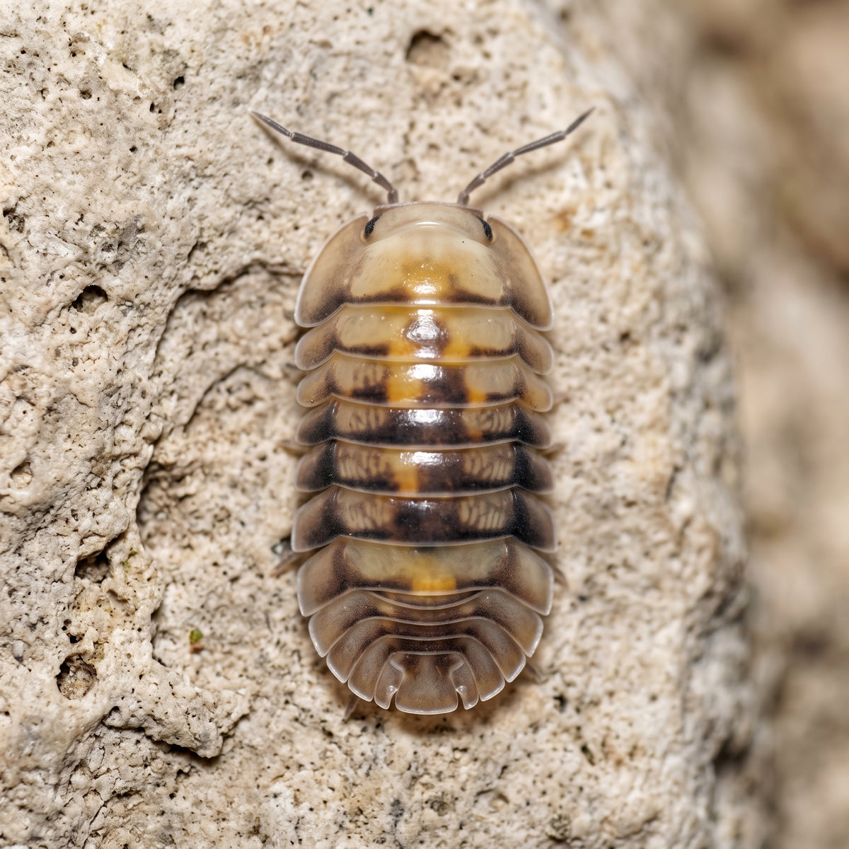 Cubaris sp. « Opal »