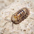 Cubaris sp. « Opal »