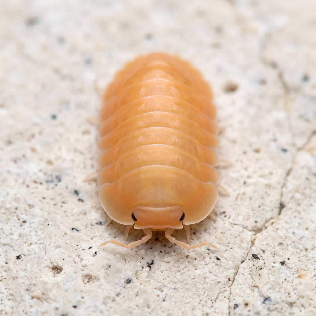 Cubaris sp. « Orange Freezy »