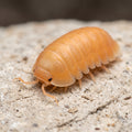 Cubaris sp. « Orange Freezy »