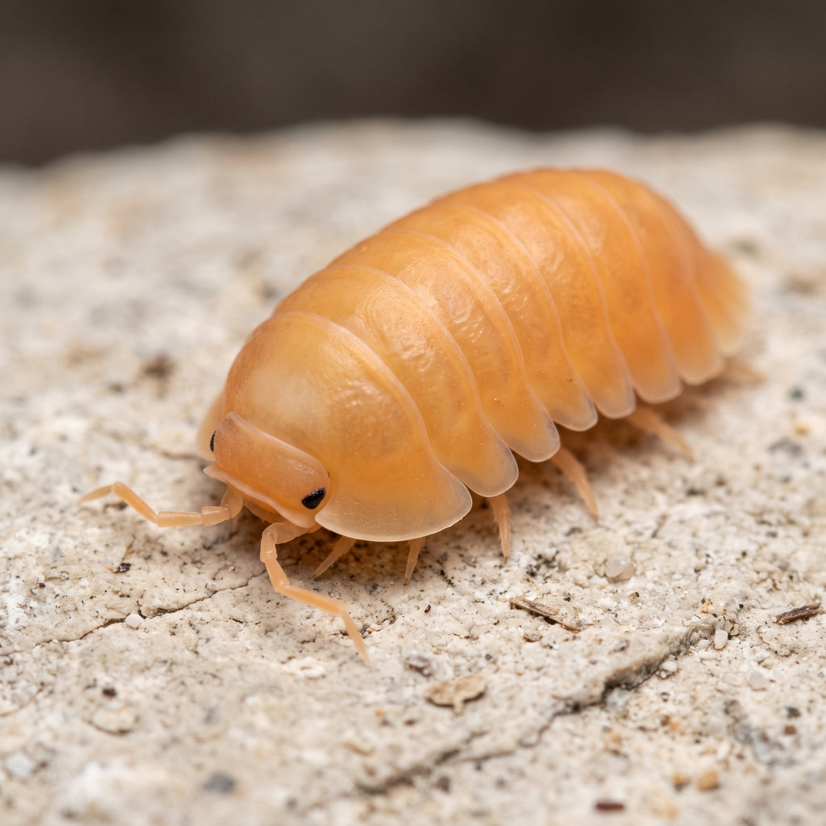 Cubaris sp. « Orange Freezy »
