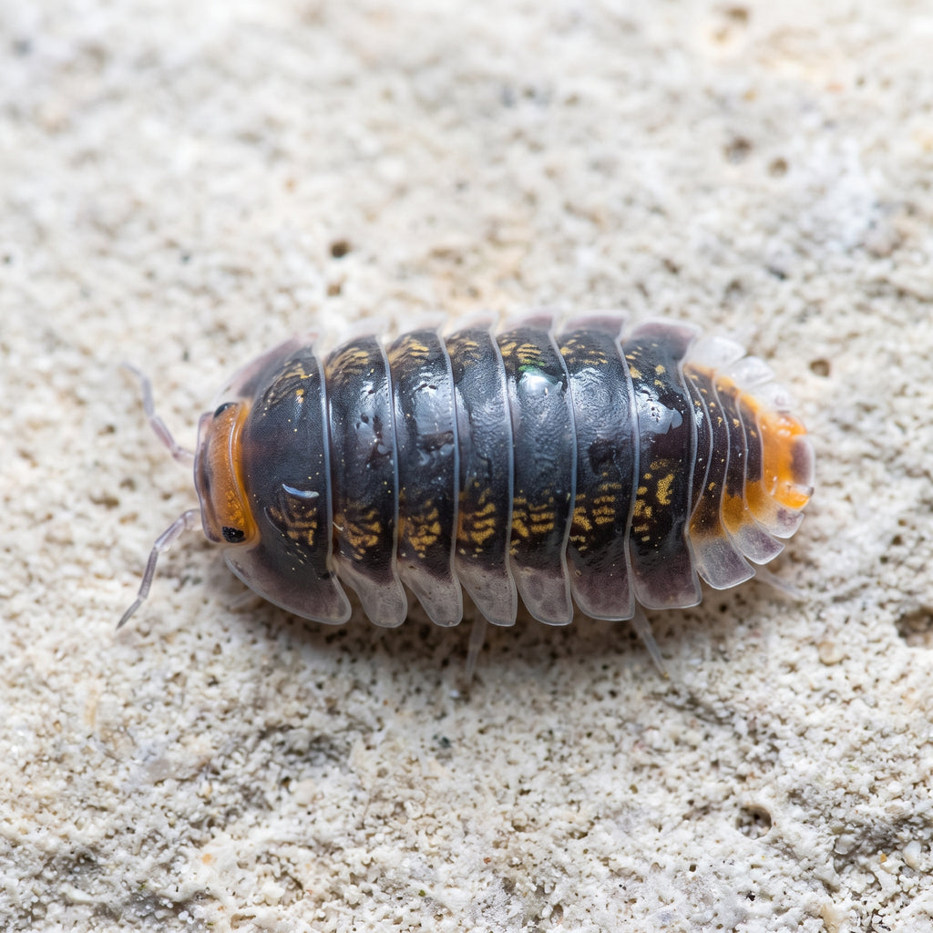 Cubaris sp. « Pak Chong Choix De Éleveur »