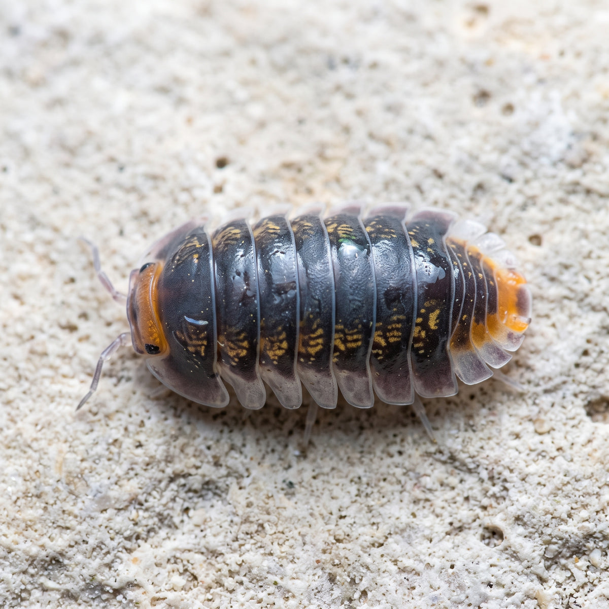 Cubaris sp. « Pak Chong Choix De Éleveur »