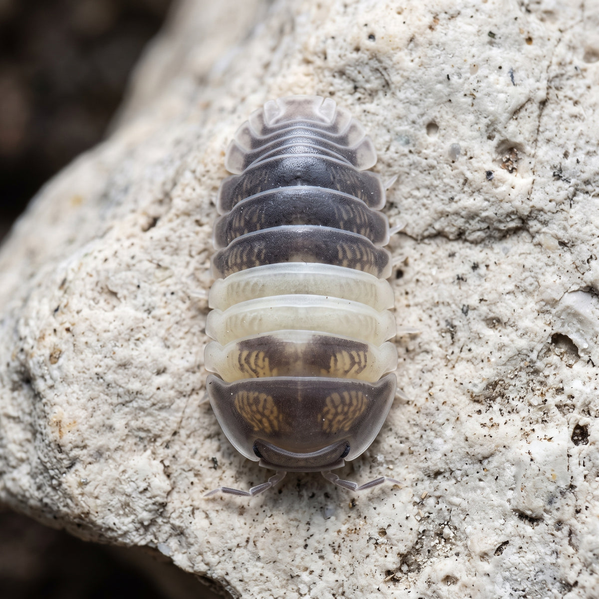 Cubaris sp. « Panda King »