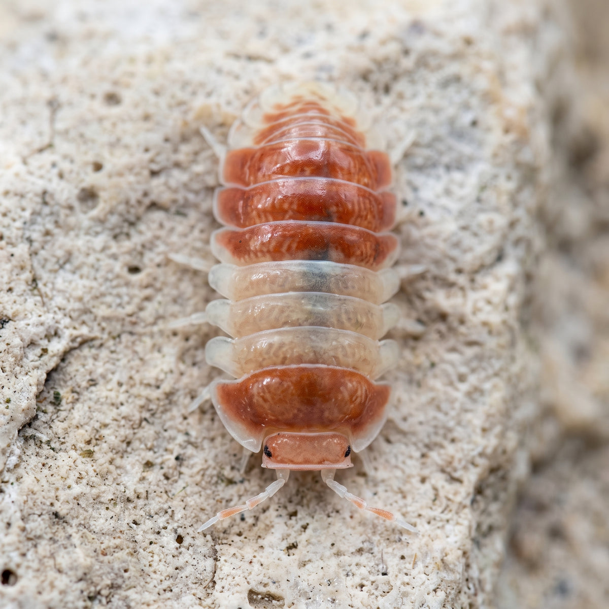 Cubaris sp. « Panda King Red »