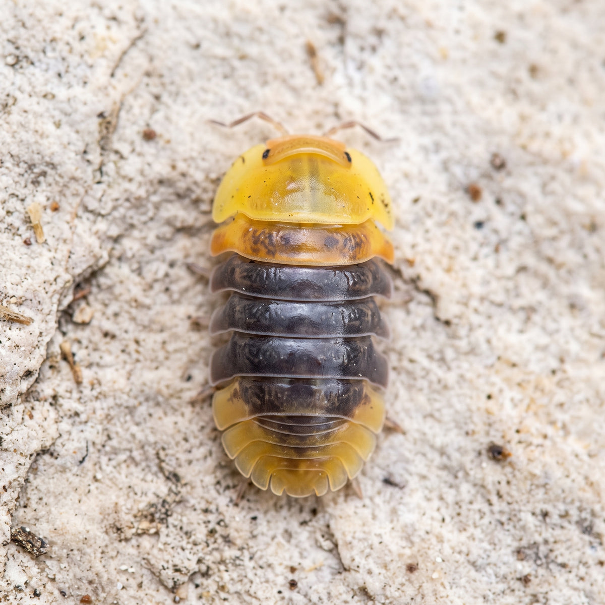 Cubaris sp. « Rubber Ducky »