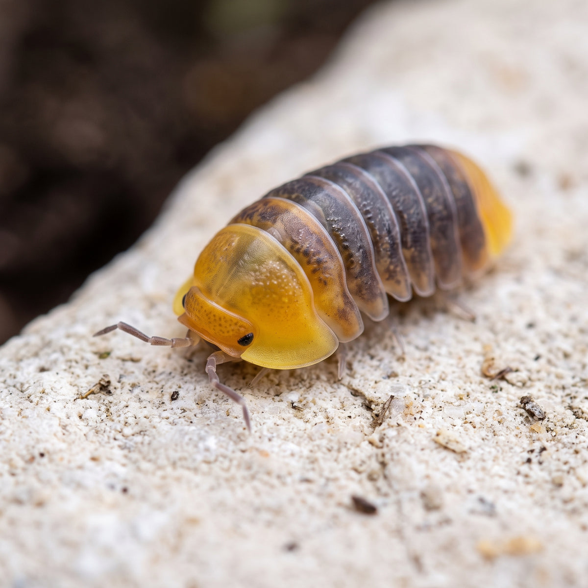 Cubaris sp. « Rubber Ducky »