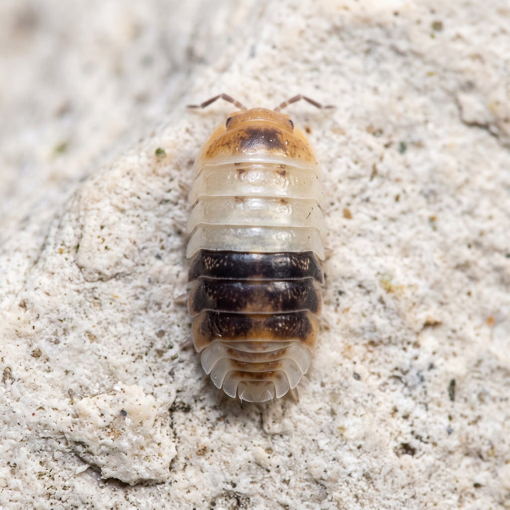 Cubaris sp. « White Shark »