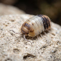 Cubaris sp. « White Shark »
