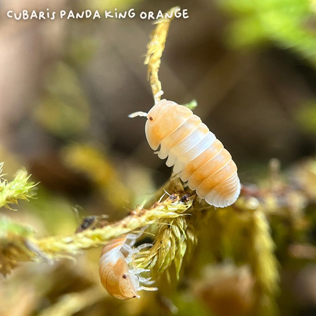 Cubaris sp. « Panda King Orange »