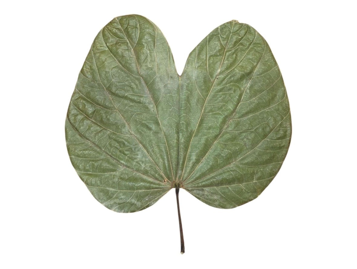 Feuilles de bauhinia