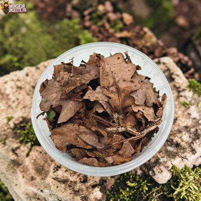 Feuilles de chêne en décomposition