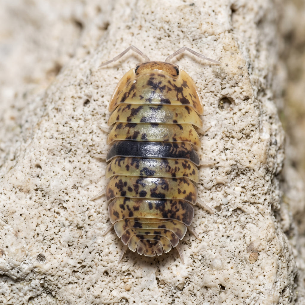 Filipinodillo sp. « Caramin Sur »