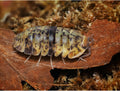 Filipinodillo sp. « Caramin Sur »