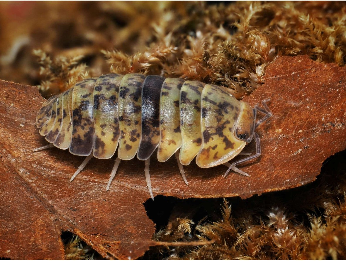 Filipinodillo sp. « Caramin Sur »