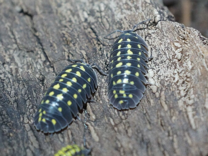 Armadillidium gestroi « Yellow »