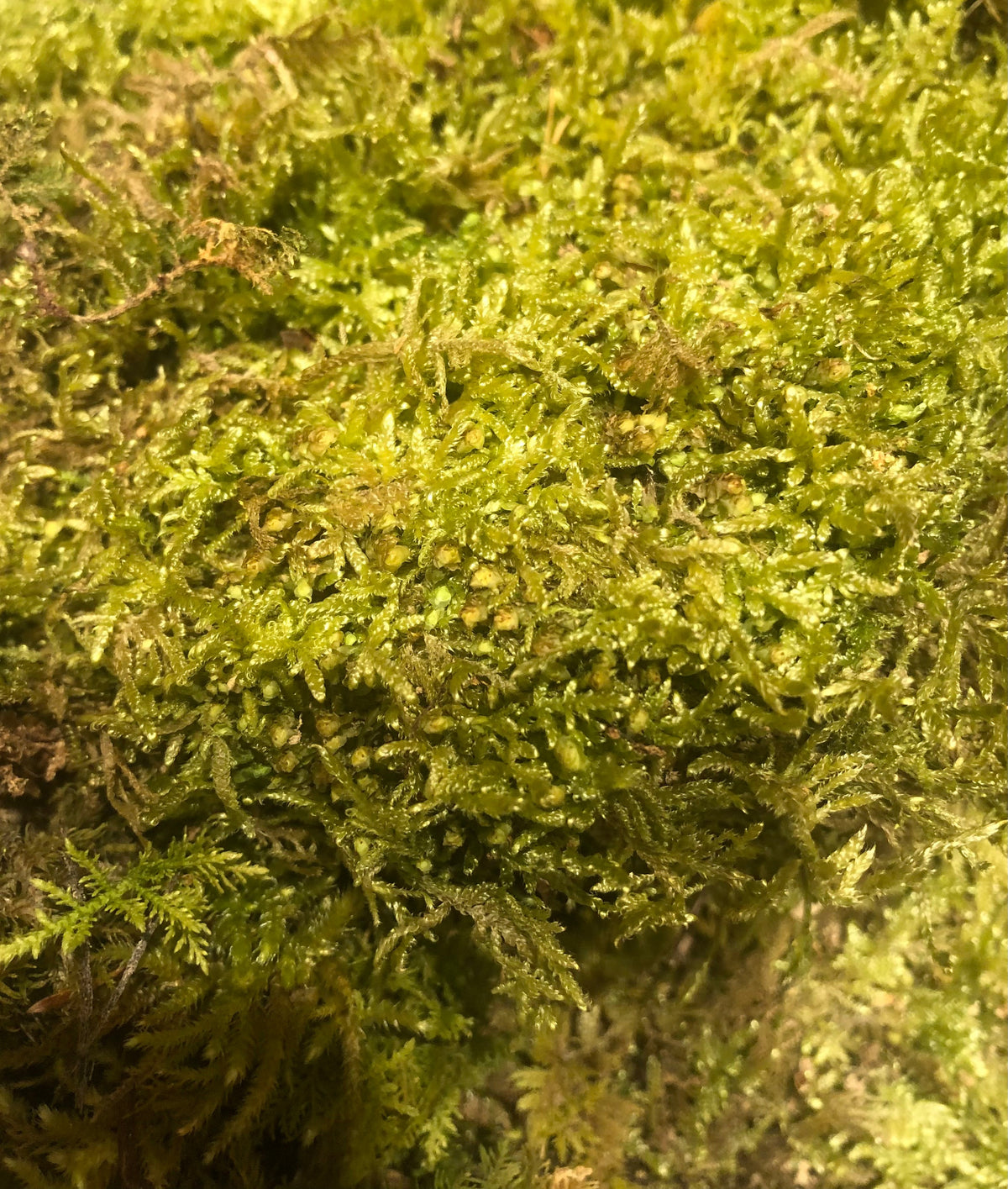 Mousse de forêt naturelle