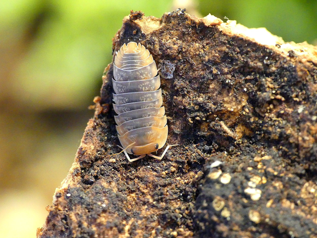 Sinodillo sp. « Vietnam »