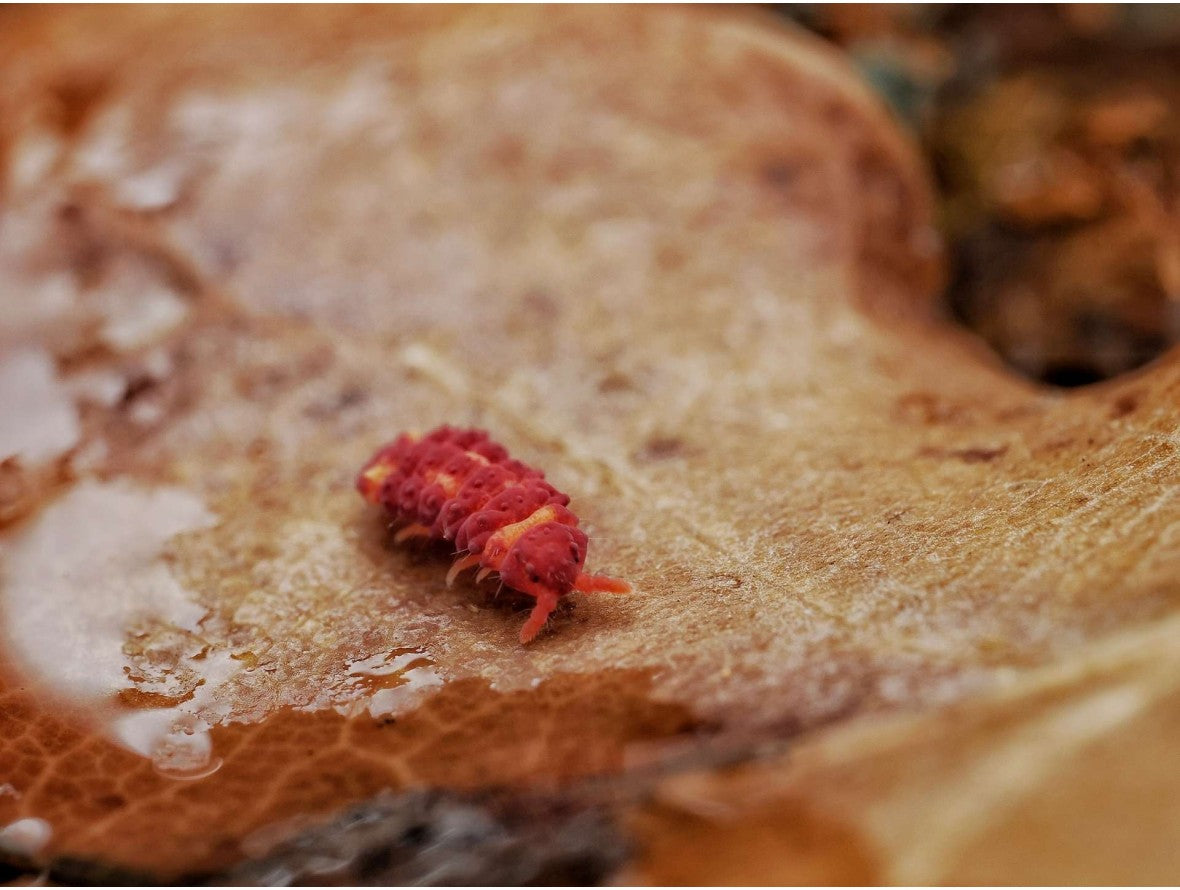 Collemboles « Jollibee » (Neanuridae sp.)