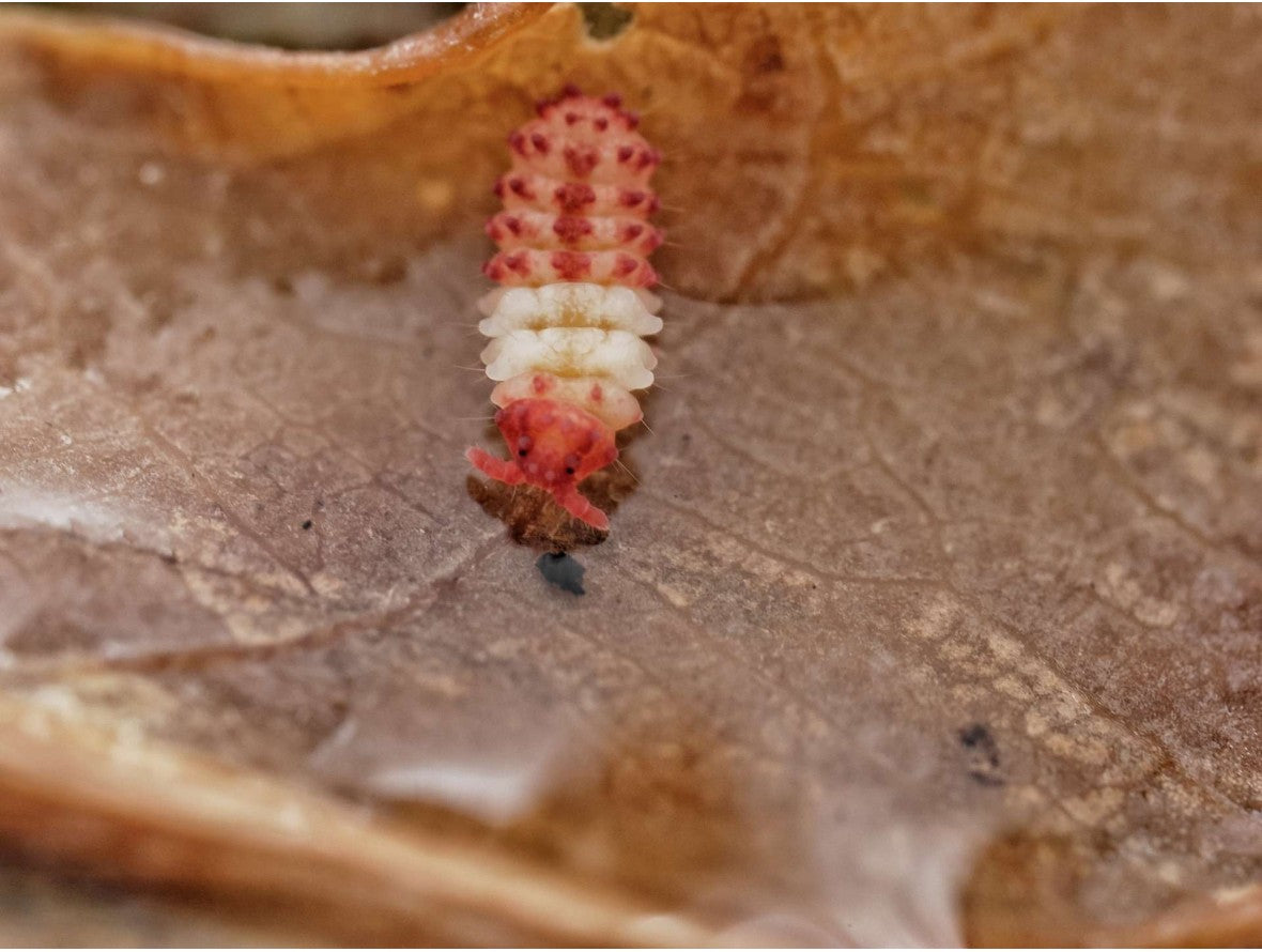Collemboles « KFC » (Neanuridae sp.)