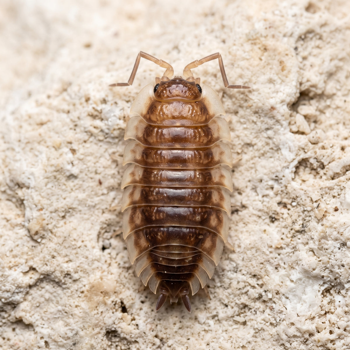 Oniscus asellus « Maple Orange »