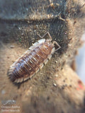 Oniscus asellus « Maple Orange »
