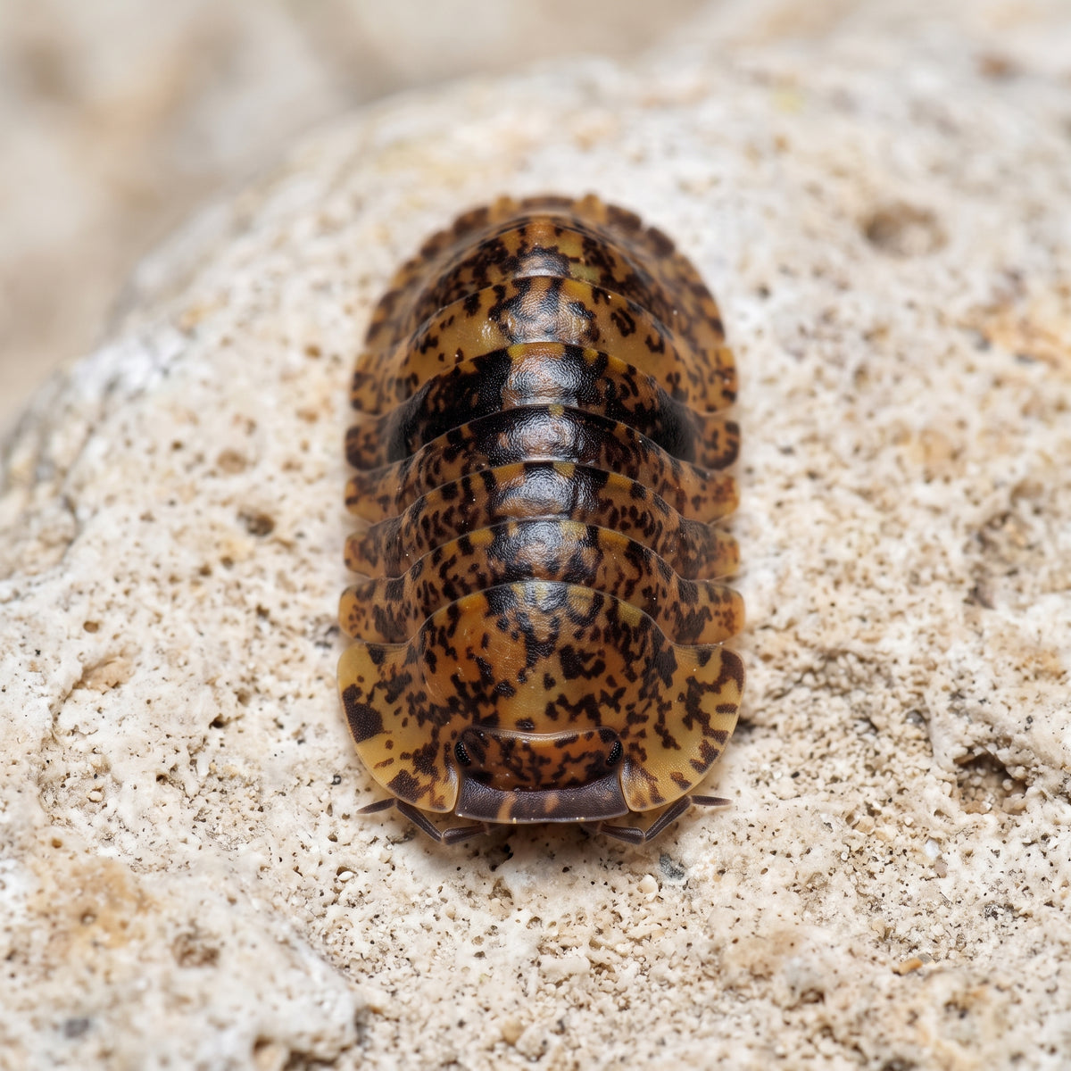 Philippinodillo sp. « Bicolano »