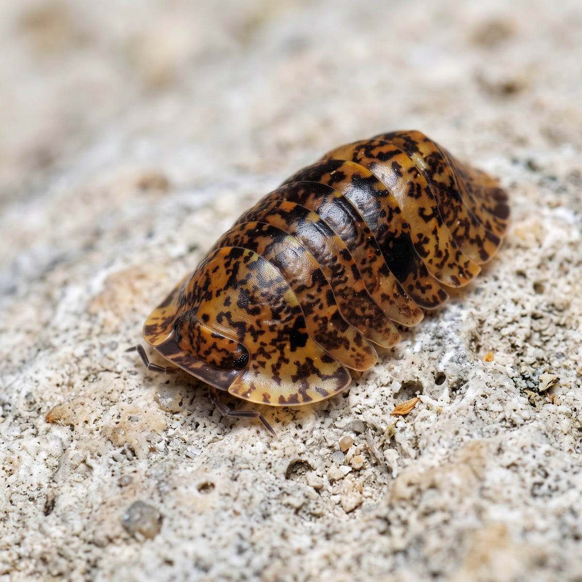 Philippinodillo sp. « Bicolano »