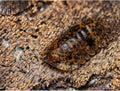 Philippinodillo sp. « Bicolano »