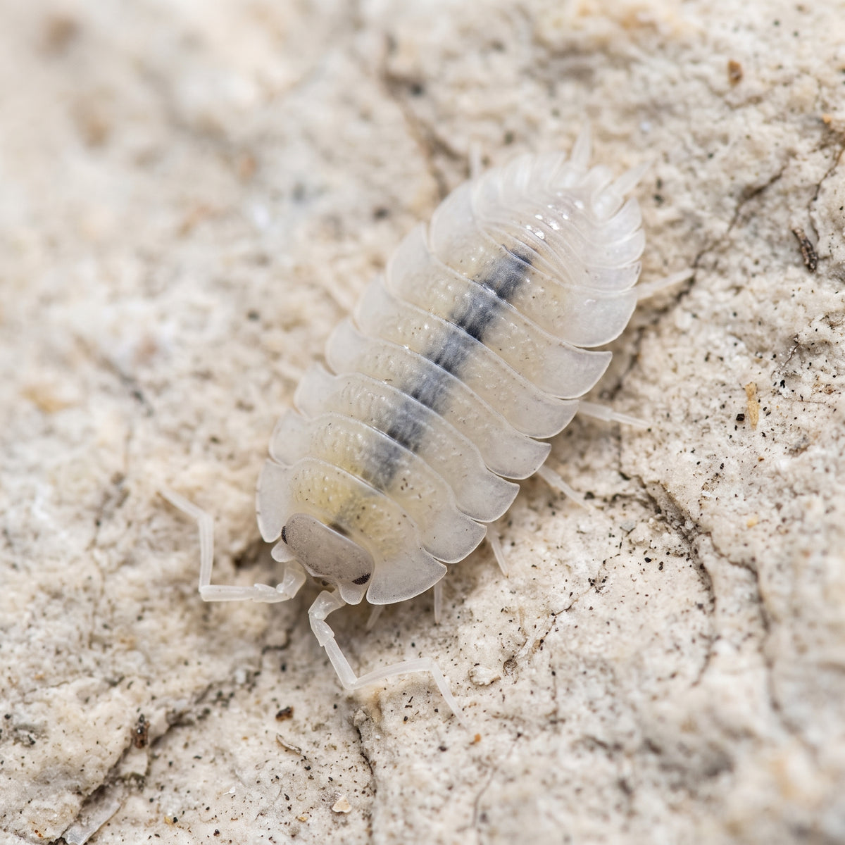Porcellio baeticensis