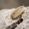 Porcellio baeticensis « Orange »