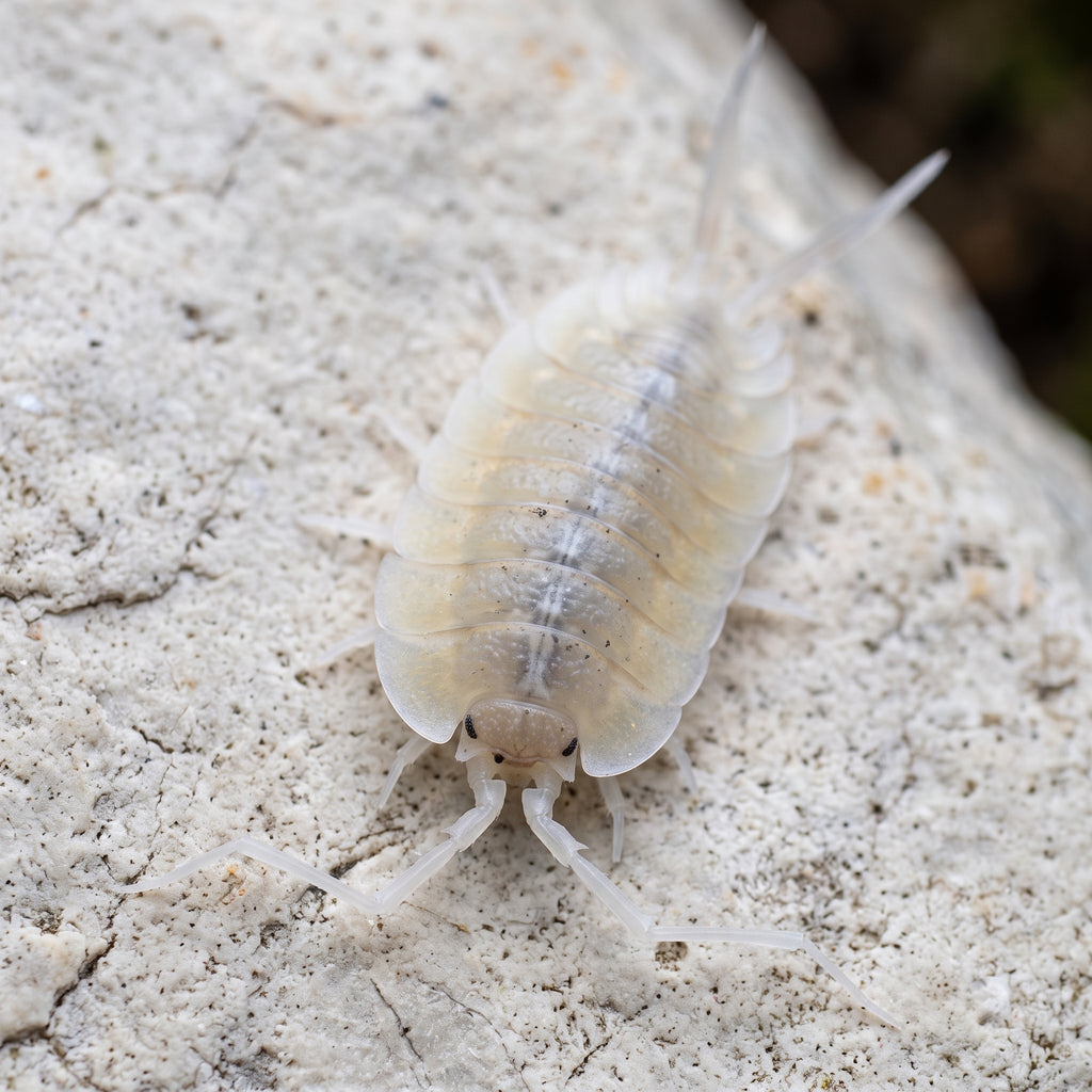 Porcellio bolivari « Perico Giant »