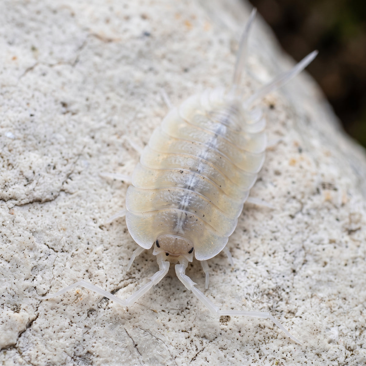 Porcellio bolivari « Perico Giant »