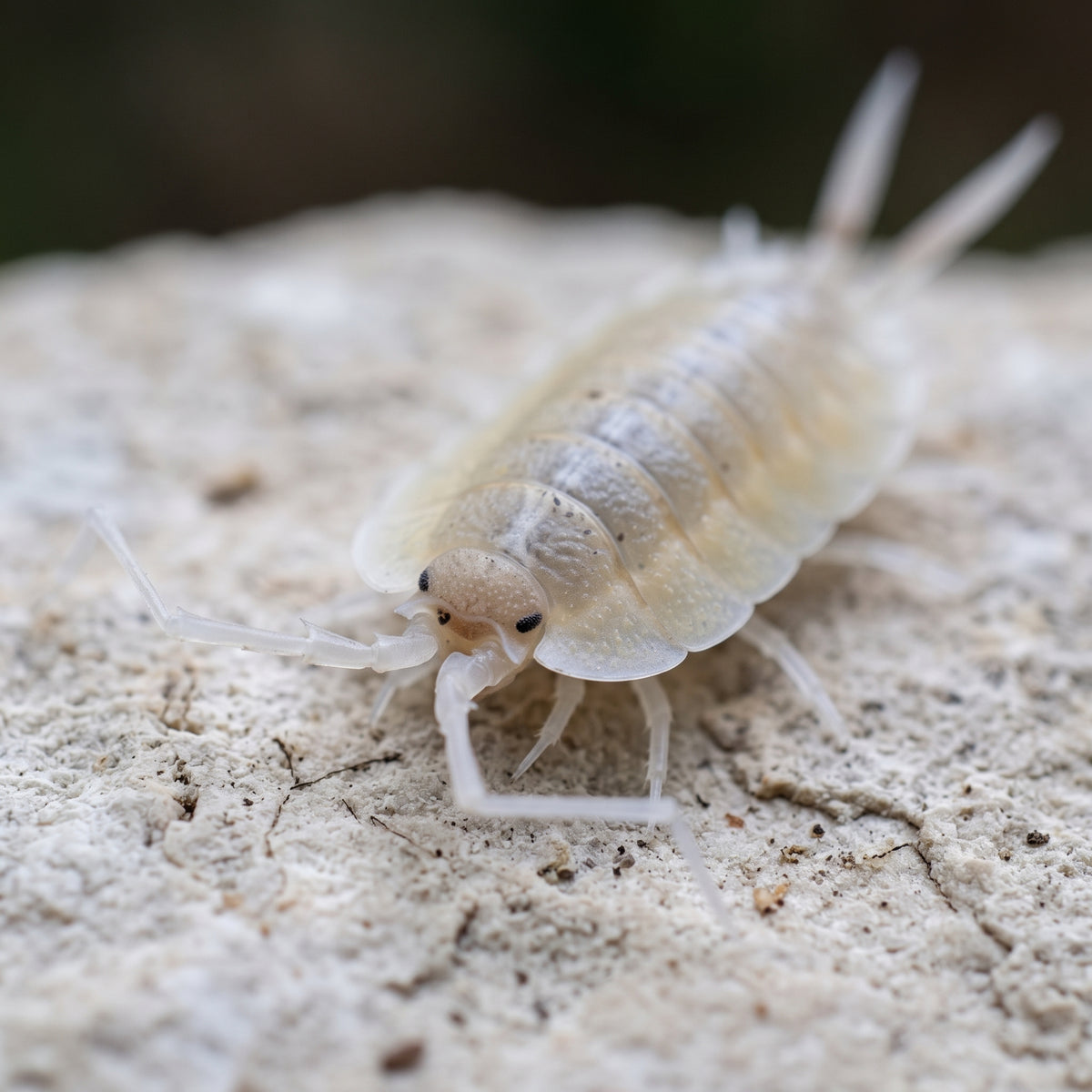 Porcellio bolivari « Perico Giant »