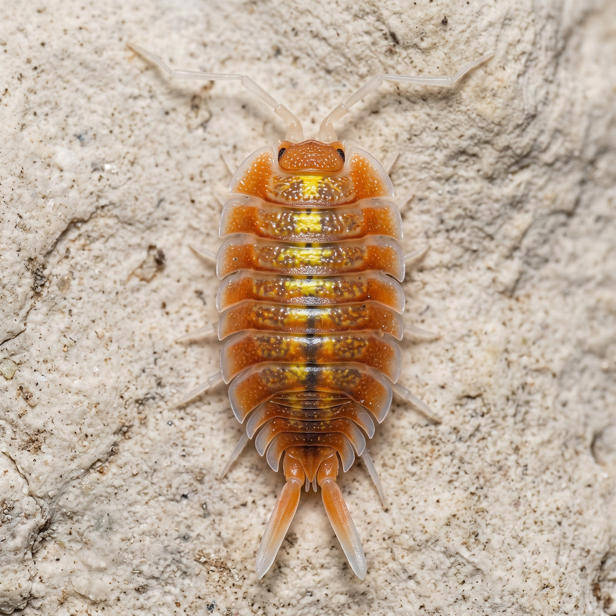 Porcellio bolivari « Sunset »