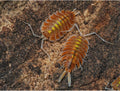 Porcellio bolivari « Sunset »